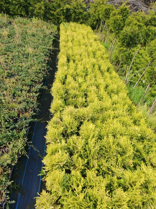 PIĘKNA Złota Thuja Danica Danika Gold Aurea kulka 4 letnia sadzonka