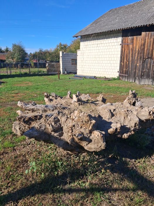 Oddam  gruz , korzenie za darmo