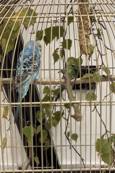 Papużka falista z wyposazeniem