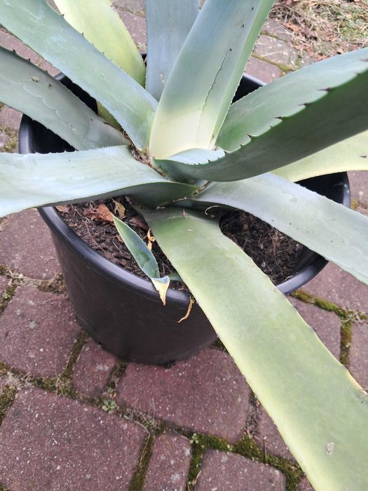 Agawa Duża Roślina Ogród