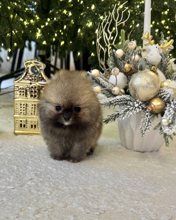 Супер-МІНІ хлопчик