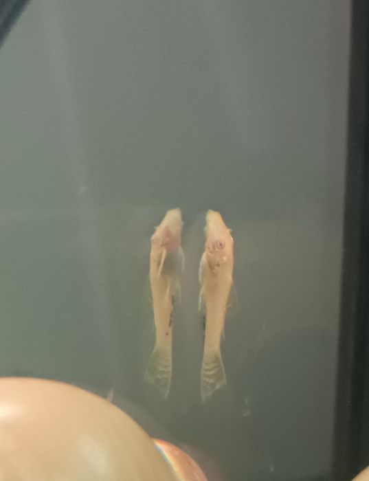 Sprzedam młode glonojady, glonojad,zbrojnik, ancistrus sp albino
