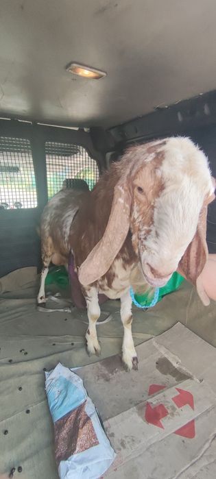 ЗООТАКСИ!Доставка животных.Перевозка собак,кошек,пони,телят,коз и т.д.