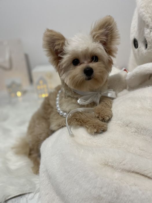 Обіймай і не відпускай  чарівні Помапу тут!