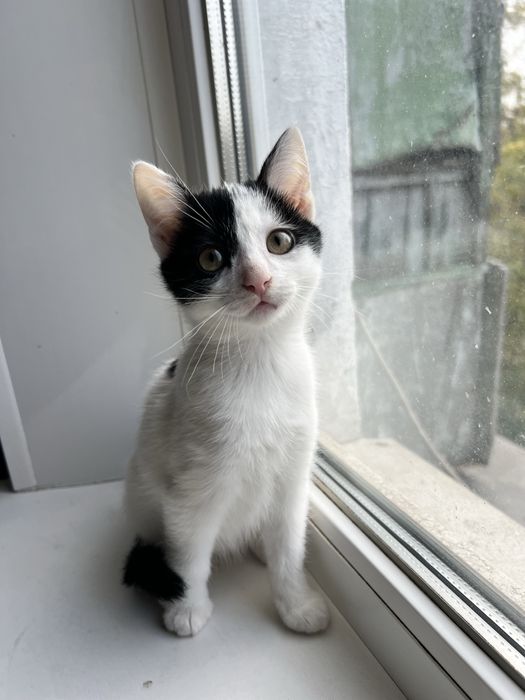 Кошенята у добрі руки