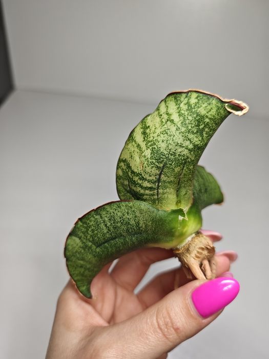 Sansevieria Sinus Zimbabwe roset