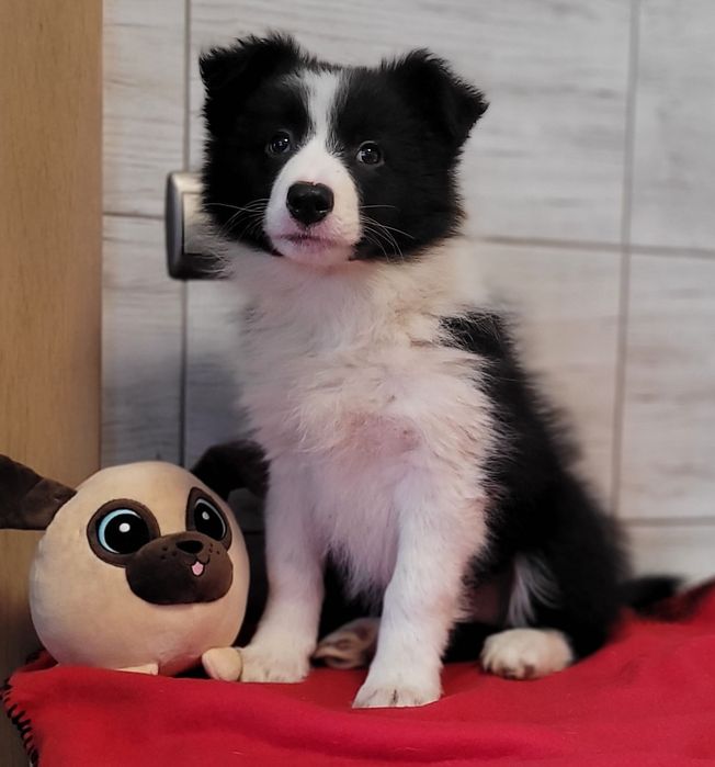 Border Collie suczka