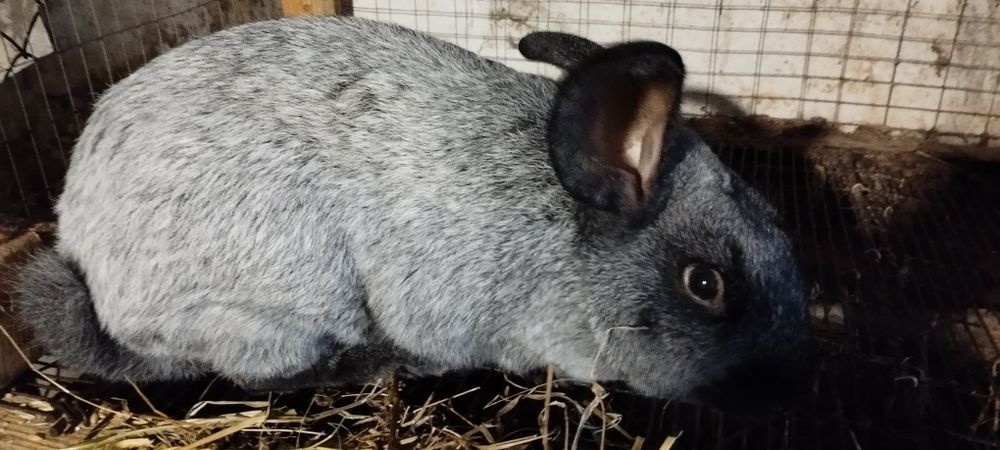 Полтавське срібло