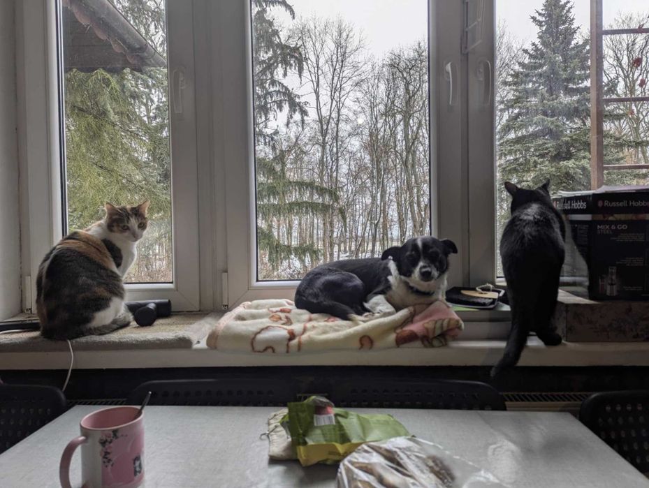 PSOTKA - urocza mała suczka do adopcji