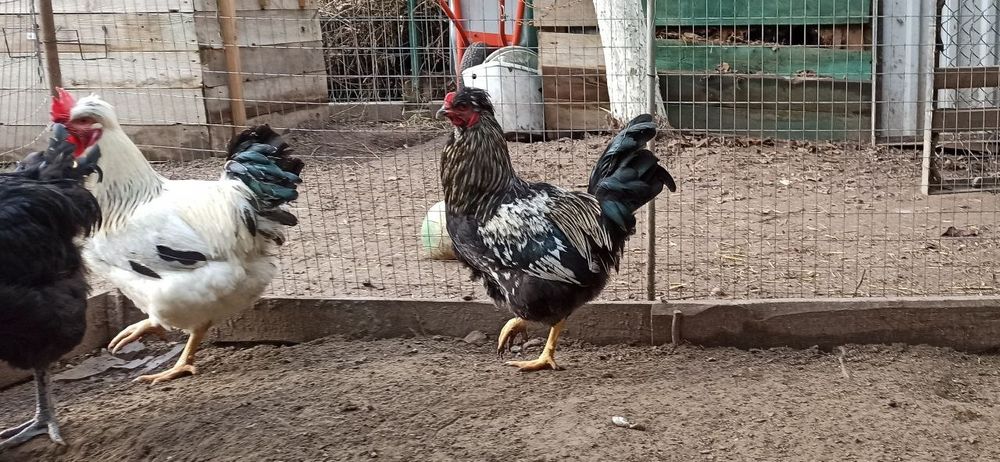 Домашні півні чубаті