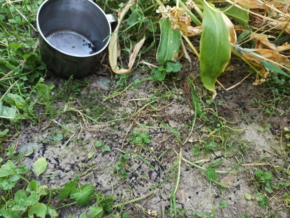 Насіння черемші, дикий часник ведмежа цибуля