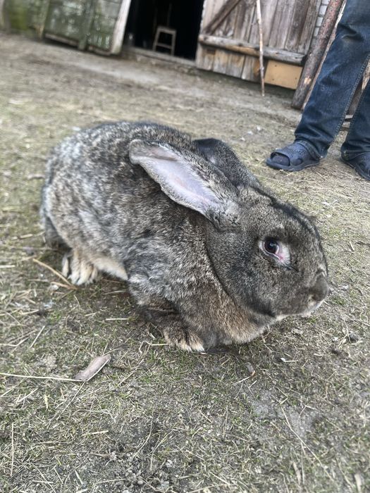 Króliki smace i samice