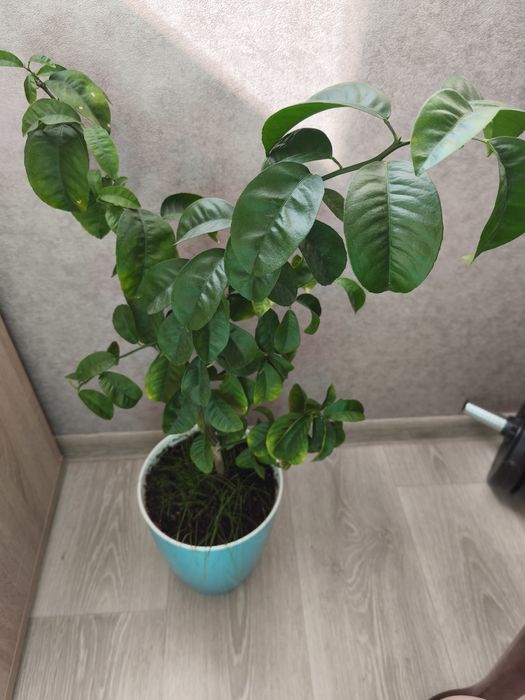 Апельсин, дерево