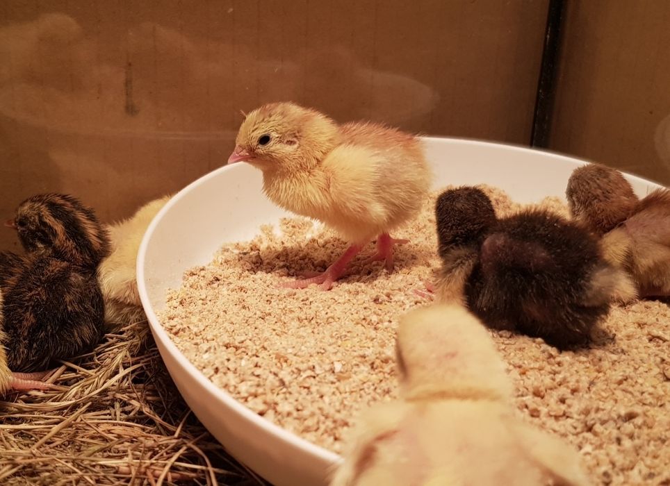 Przepiórki chińskie