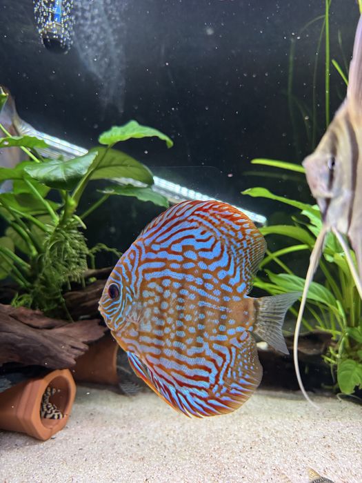 Peixes Discus grande qualidade