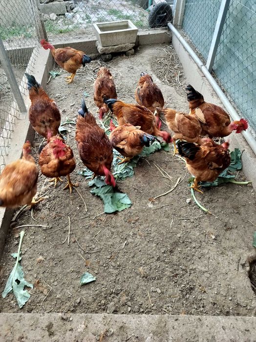 Animais galos para venda