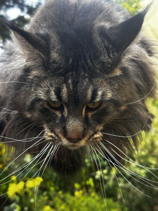 Kot do krycia Maine Coon