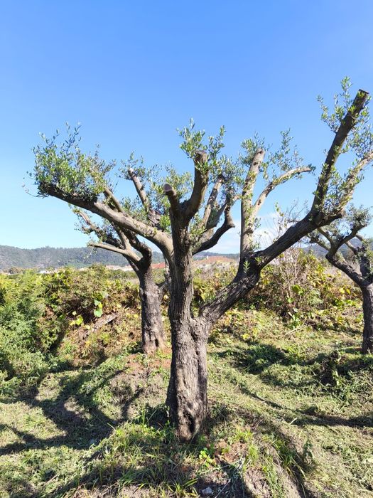 Oliveiras Ornamentais