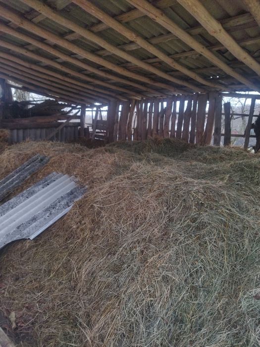 Продам сіно не в тюках