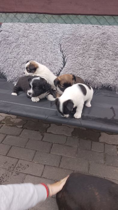 Oddam za darmo 4 pieski