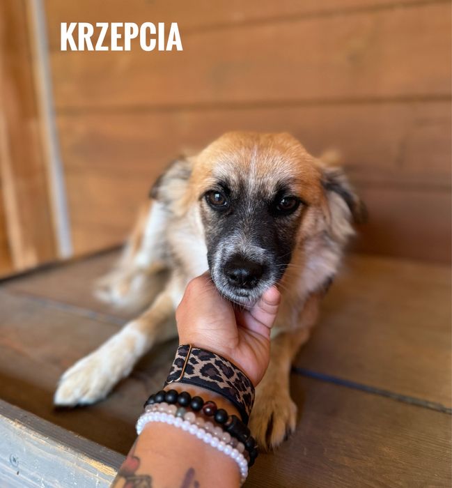 Delikatna, nieśmiała, 7 kg, 1 rok Krzepcia do adopcji
