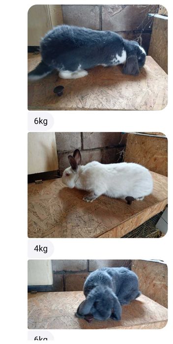 Króliki króliczki