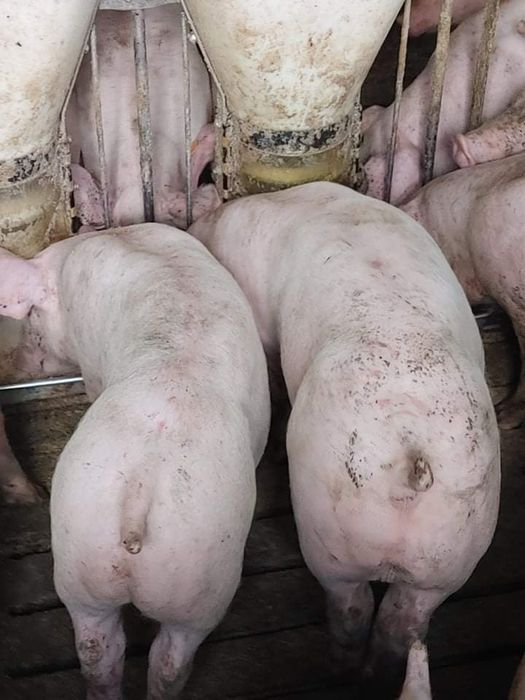 Sprzedam Prosięta/Warchlaki