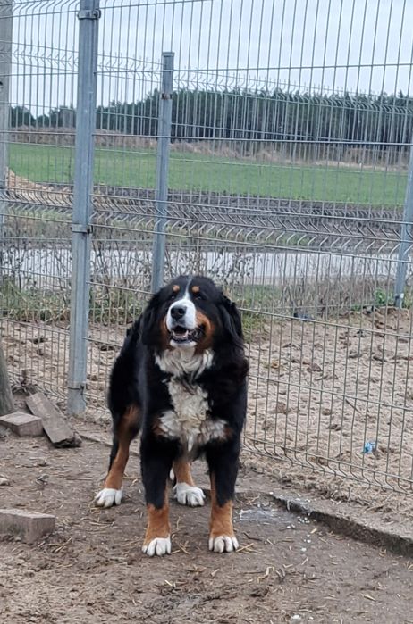 Berneński Pies Pasterski dorosła suka