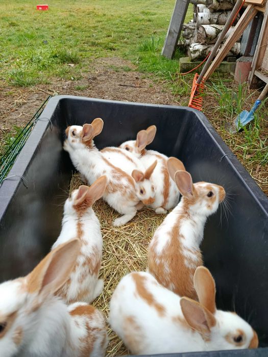 Witam, mam do sprzedania młode króliki 30 zł sztuka