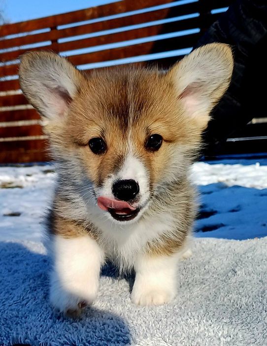 Цуценята Коргі КСУ