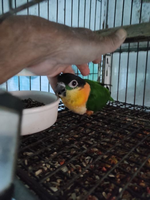 Macho de marianinha de cabeça preta de 2026