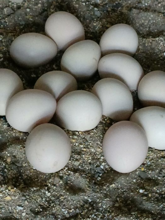 Ovos de pavoa azul galados