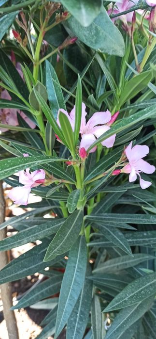 Różowy  oleander