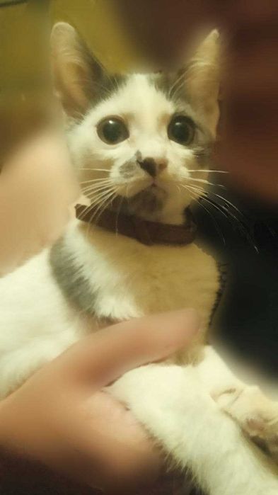 Отдам котенка бесплатно