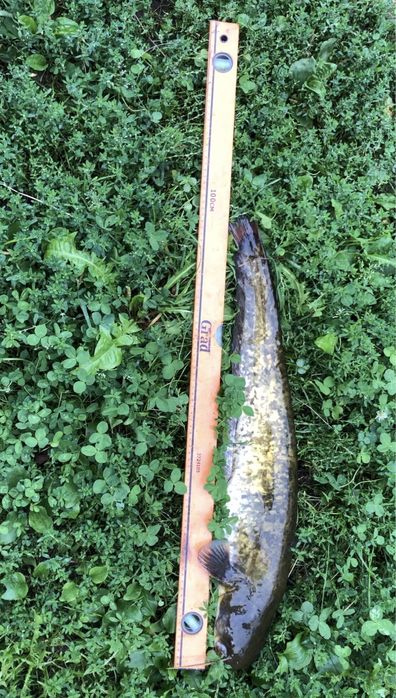 Продається Будинок,є рибник,поруч гори,красива природа