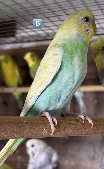 Periquiros australianos
