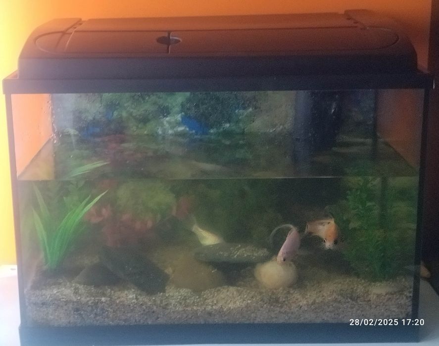 Aquário para peixes