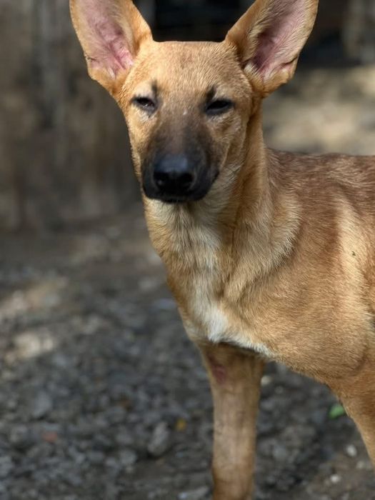 Умка стерилизована