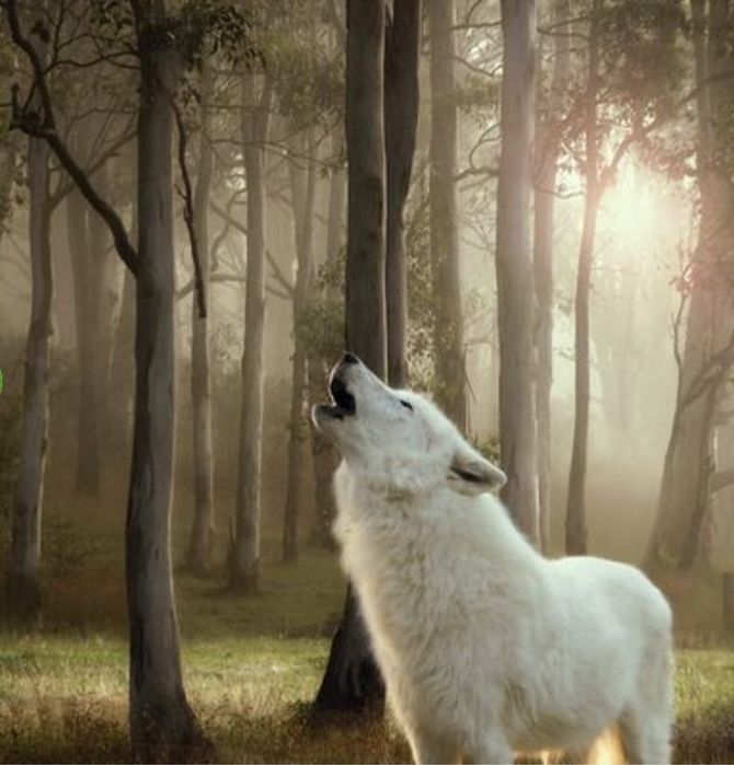 24x800g Wolf Wilderness JAGNIĘCINA bez ZBÓŻ Wysokiej jakości karma mię