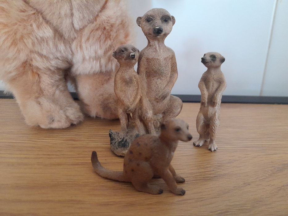Colecção suricata