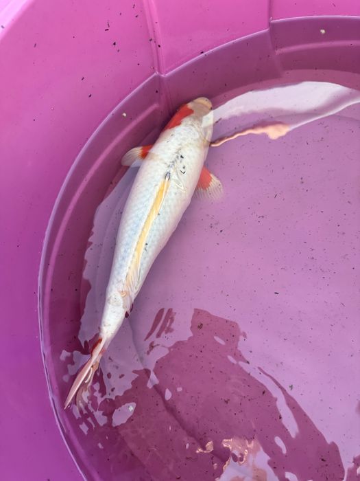 Carpa koi criaçao 2024 asagi