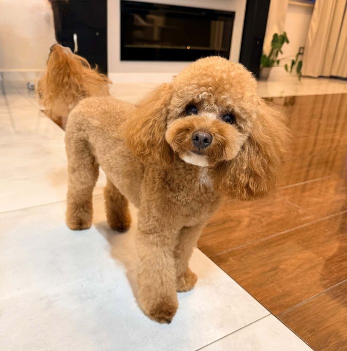 Piesek Cavapoo F1B