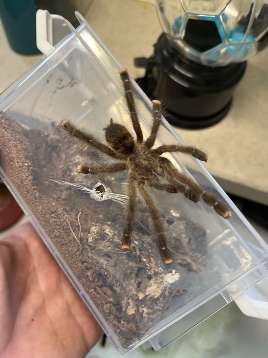 Poszukuje aviculari i poecilotheri