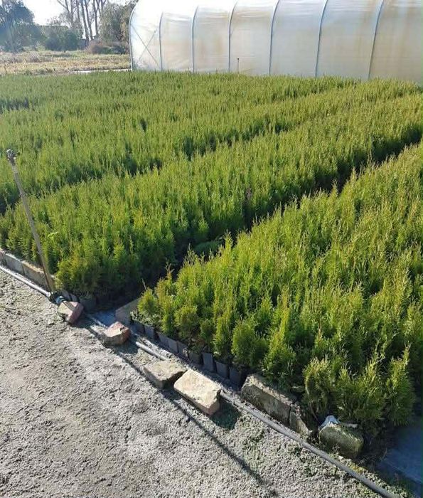 Thuja Szmaragd od 2,50 zł – 40-70 cm – P9