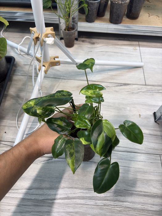 philodendron burle marx variegata
