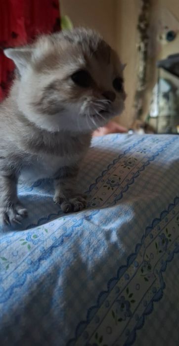 Шотландські кошенятка