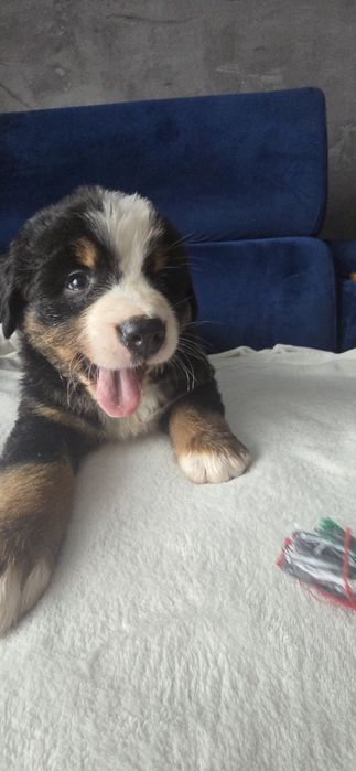 Berneński pies pasterski