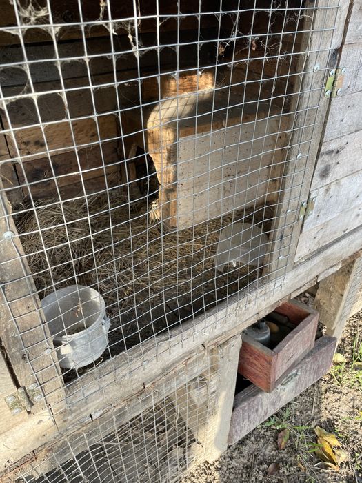 Кролячі клітки, клітки для кролів терміново пишіть