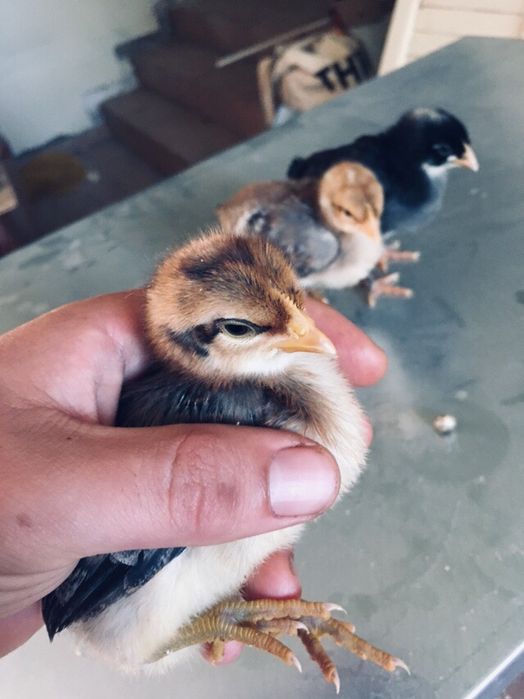 Pintos Araucana / Leghorn Isabella / Preta e Pedrês Portuguesa