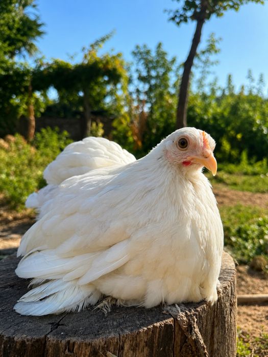 Ovos de galinhas pekin